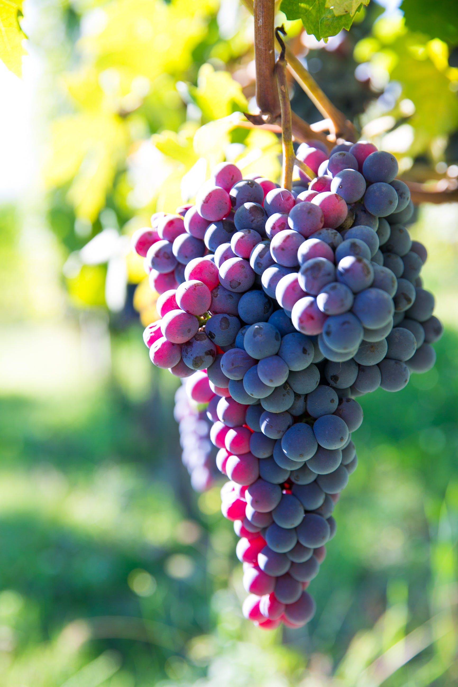 Barbera d'Asti DOCG, Villa Monsignore