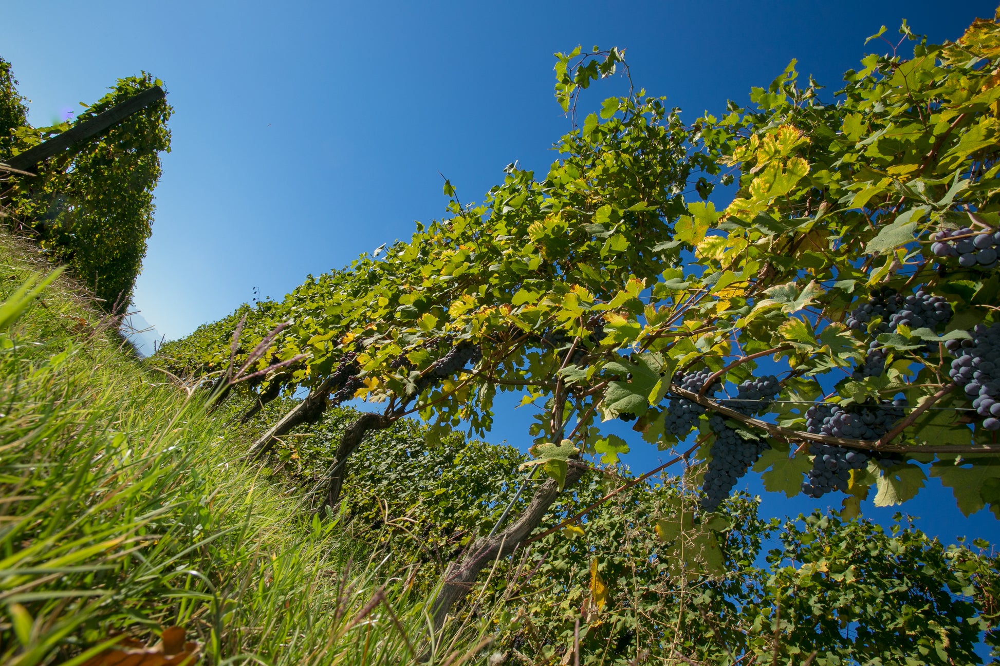 Barbera d'Asti DOCG, Villa Monsignore