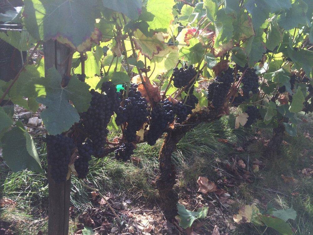 Volnay AOC 2019, Domaine Laboureau