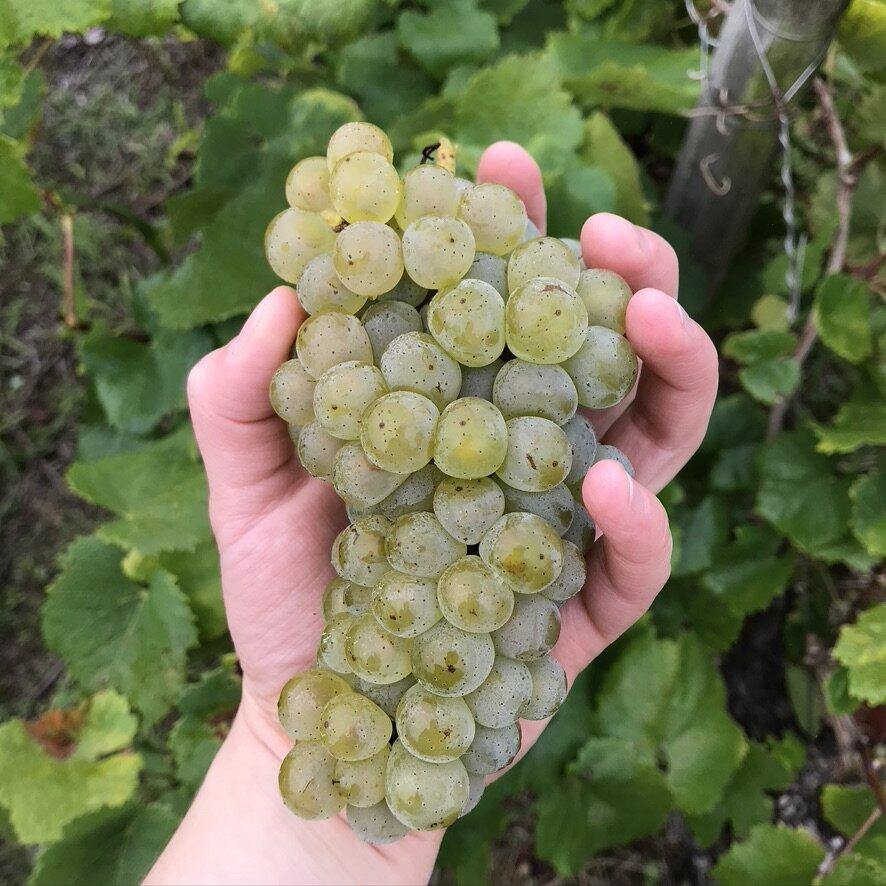 Sancerre AOP Cuvée Reserve Pascal Thomas 2022, Domaine de Sacy