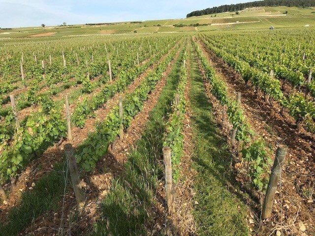 Volnay AOC 2019, Domaine Laboureau