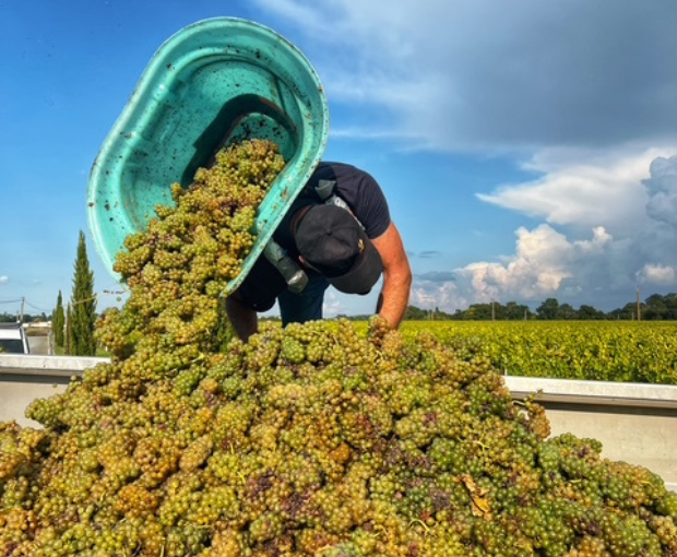 Muscadet Sèvre & Maine AOC Schistes de Goulaine 2014, Domaine R de la Grange