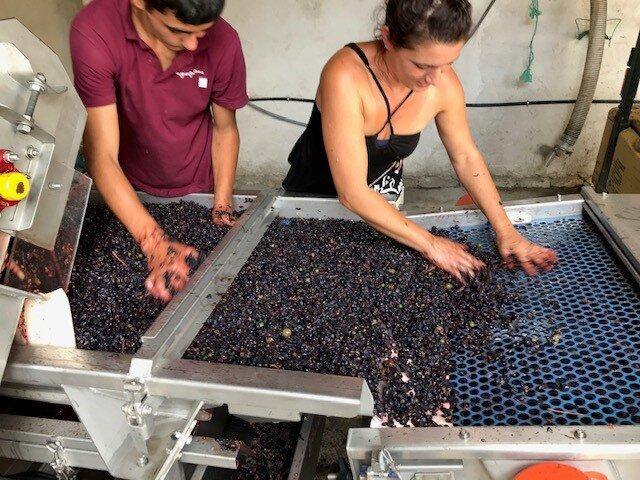 Volnay AOC 2019, Domaine Laboureau