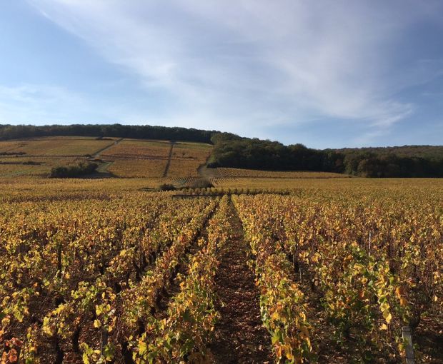 Puligny Montrachet AOC Vieilles Vignes 2022, Jean-Philippe Marchand