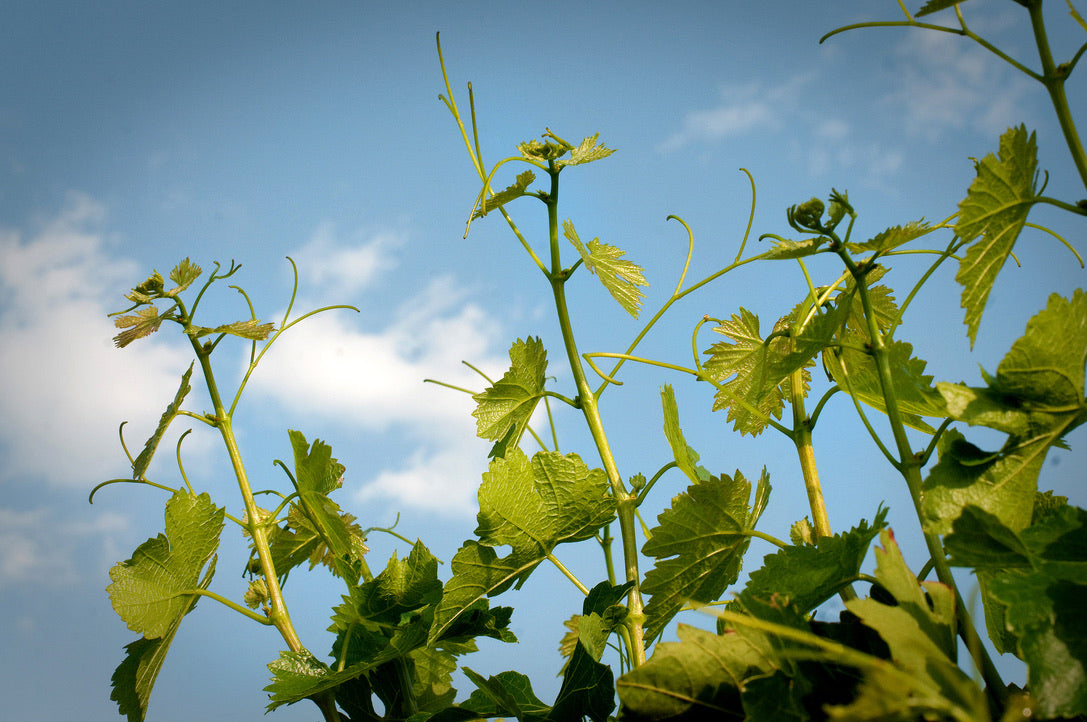 Viognier IGP Pays d'Oc, Château Saint-Bénézet