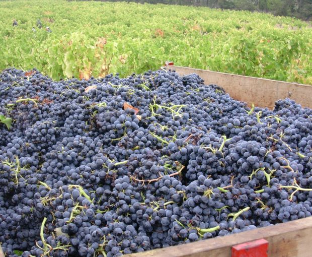 MAGNUM Côtes du Rhône Villages AOC St Pantaléon les Vignes 2017, Domaine Gigondan M. & Fils