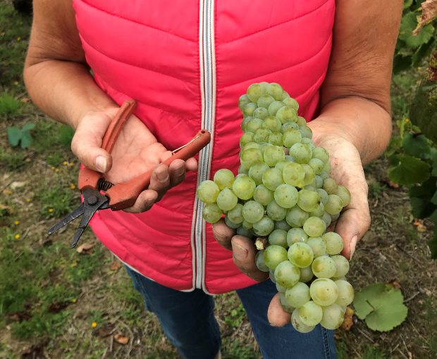Muscadet Sèvre & Maine AOC Schistes de Goulaine 2014, Domaine R de la Grange