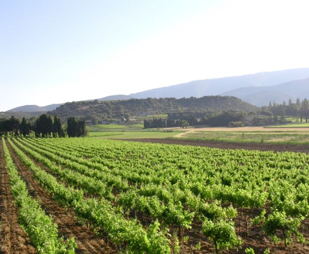 Côtes du Rhône AOC Blanc, Domaine Gigondan M. & Fils