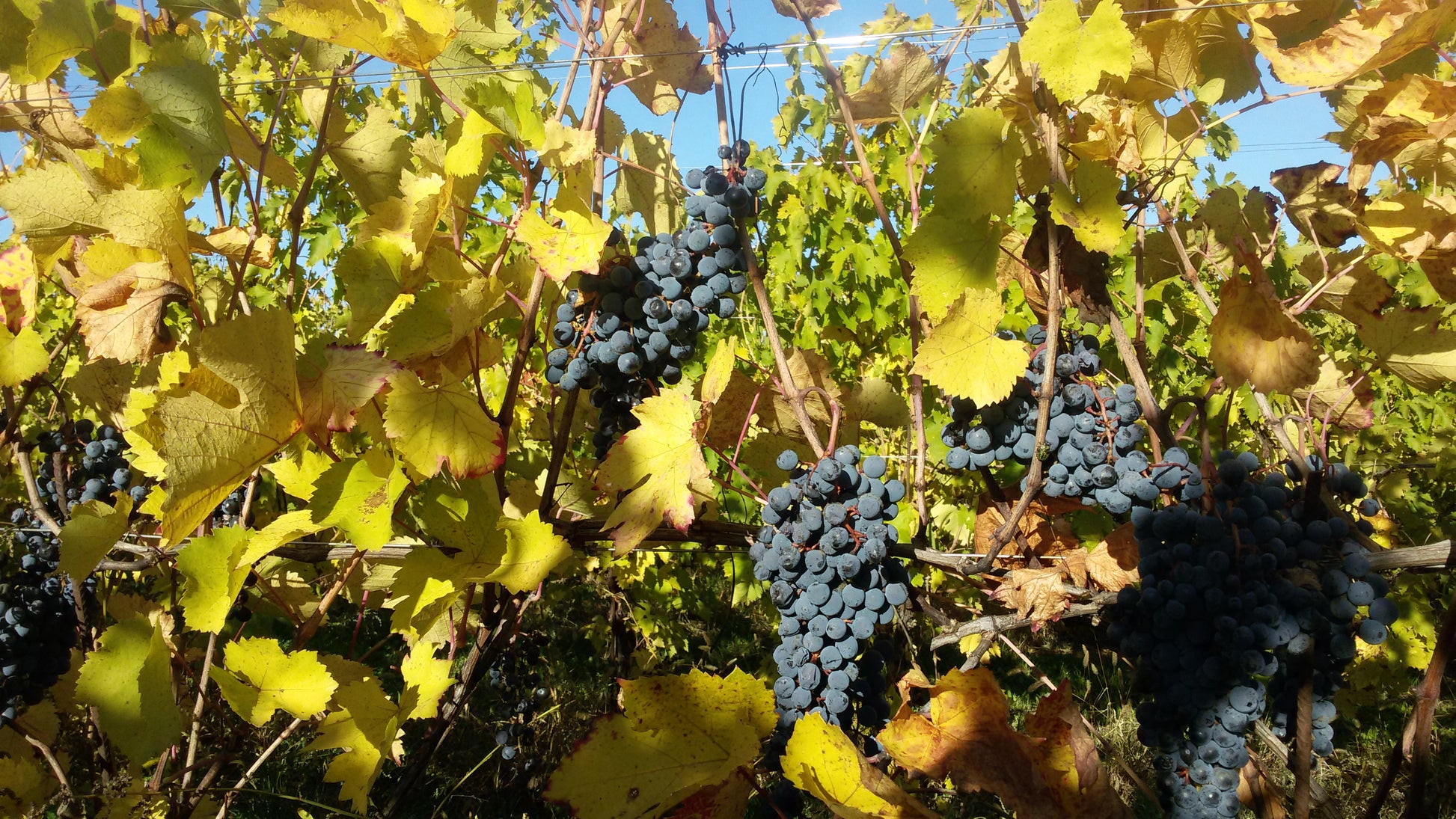 Amarone della Valpolicella DOCG Classico N'C' Rian 2019, Le Bertarole