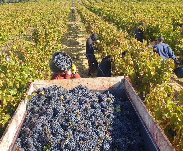 Syrah VdP du Comté de Grignan, Domaine Gigondan M. & Fils