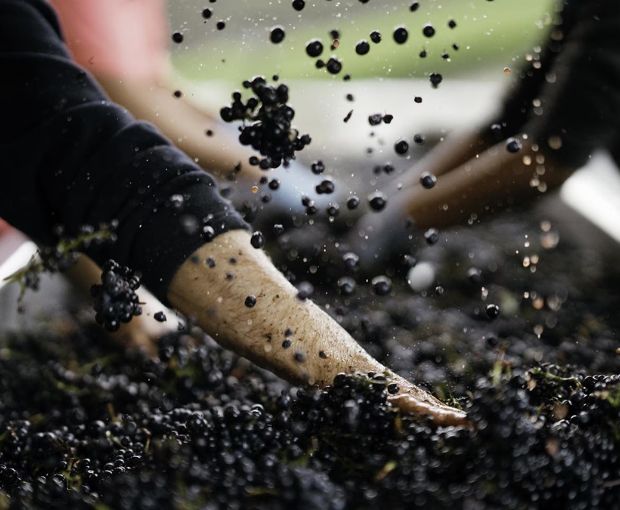 Cabernet Sauvignon Napa 2022, Joseph Phelps