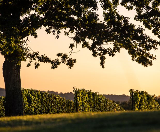 Vin Orange Gros Manseng VdF, La Cave des Vignerons Landais