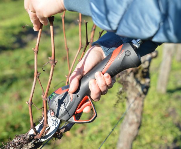 Bordeaux AOC Blanc, Château La Croix du Grand Jard