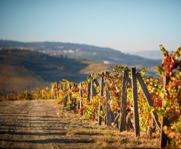 Noval Fine Ruby Port, Quinta Do Noval