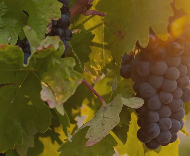 Numanthia 2019, Bodega Numanthia