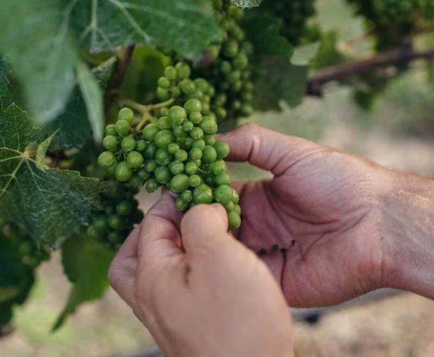 Sauvignon Blanc, Cloudy Bay