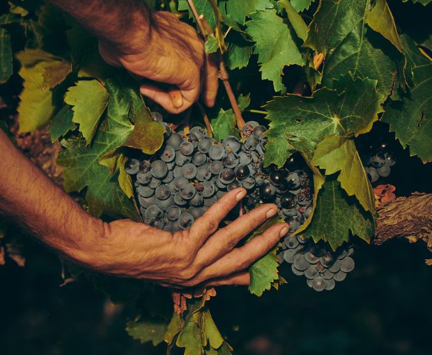 Whispering Angel Rosé 2024, Château d'Esclans