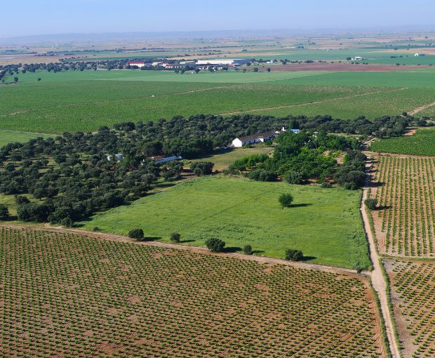 Tempranillo DO La Mancha, Haza del Palo