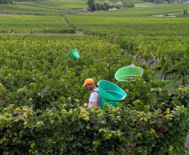 MAGNUM Saint Emilion Grand Cru AOC 2016, Château Pavillon Rocher