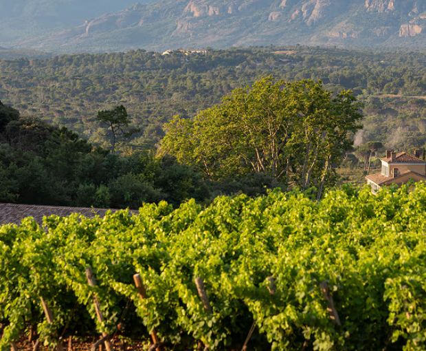 Whispering Angel Rosé 2024, Château d'Esclans