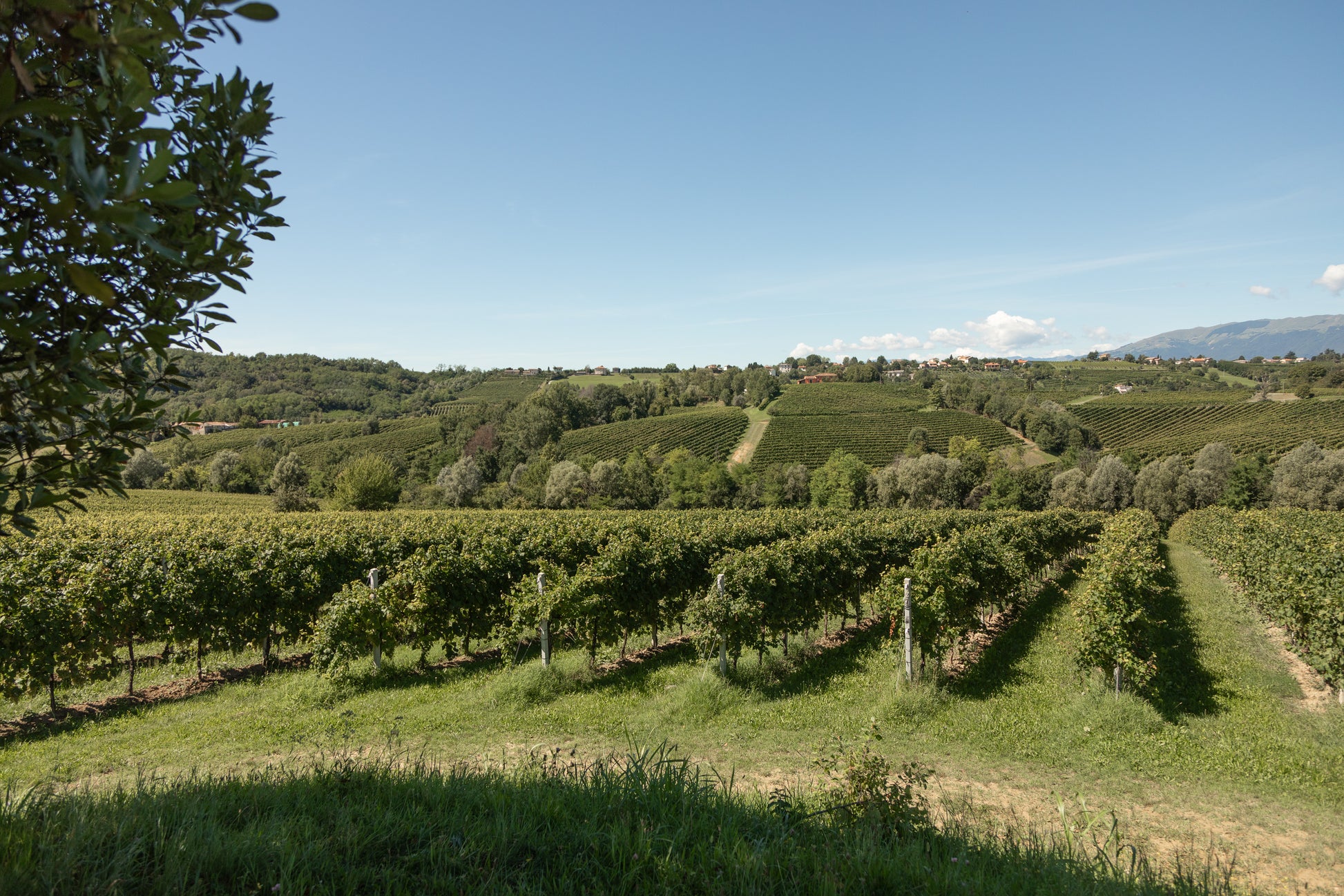 Bianco Spumante Extra Dry (Prosecco grape), Nave de Oro