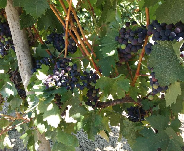 Encosta do Vale Galego Rosé, Adega Marques Cordeiro