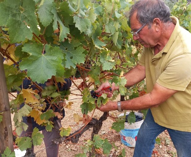 Encosta do Vale Galego Rosé, Adega Marques Cordeiro