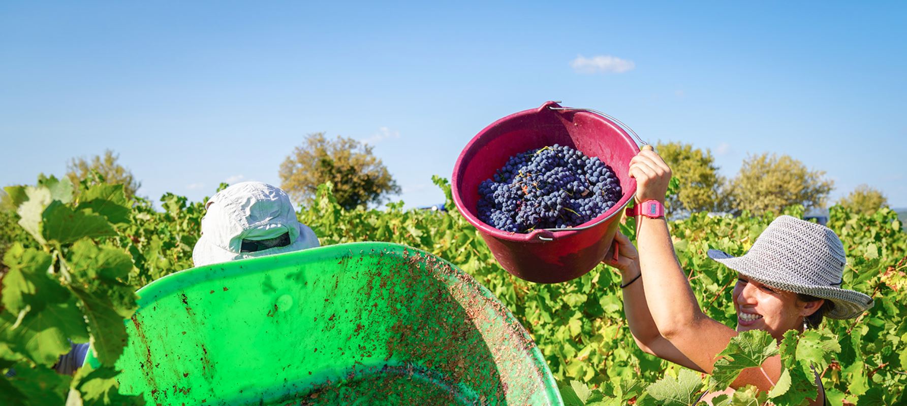 Merlot Cabernet Equilibre IGP Côtes de Thongue, Domaine de l’Arjolle