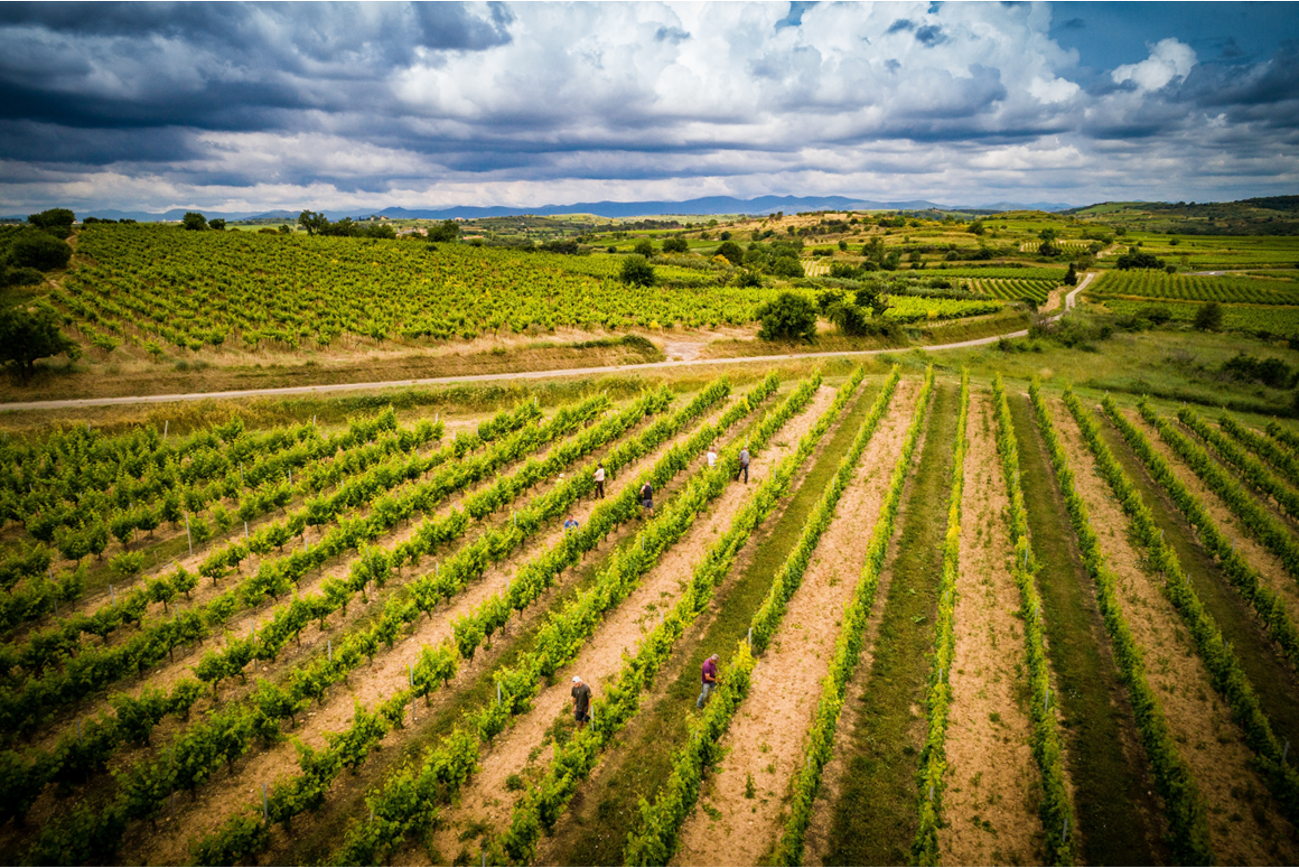 Zéro Alcohol Merlot Grenache Rouge Equilibre, Domaine de l’Arjolle