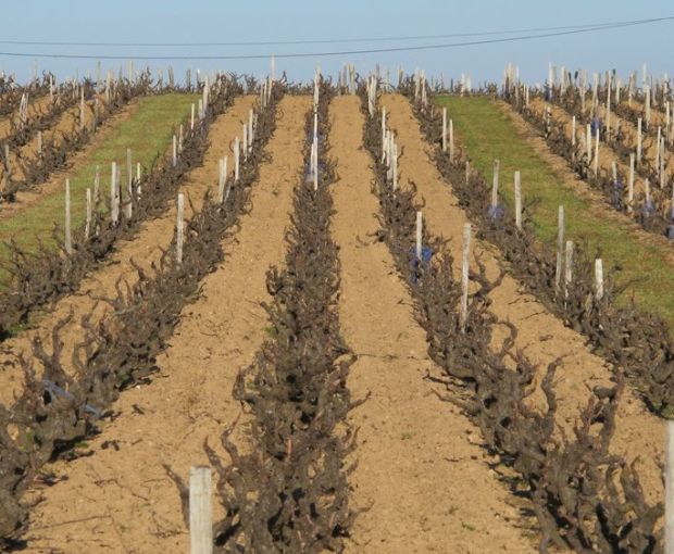 Beaujolais AOP Les Seves Cuvée IIIB , Renaud Bodillard