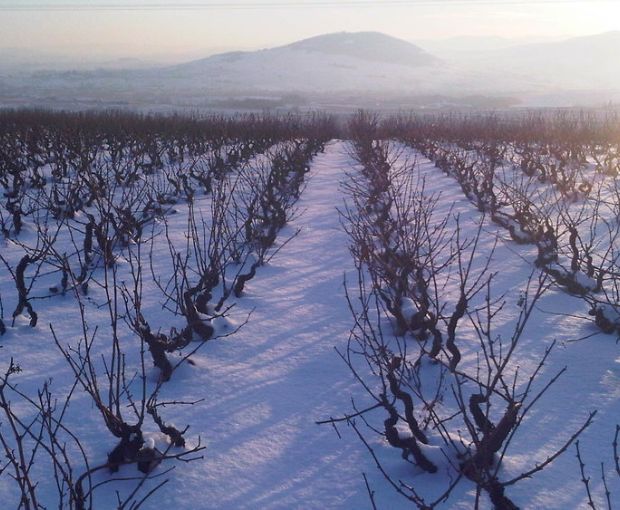 Morgon AOP Corcelette Cuvee Thaddeus 2015, Renaud Bodillard