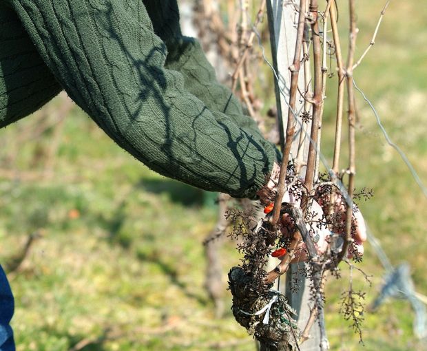 Castillon Côtes de Bordeaux AOC 2015, Château Bréhat