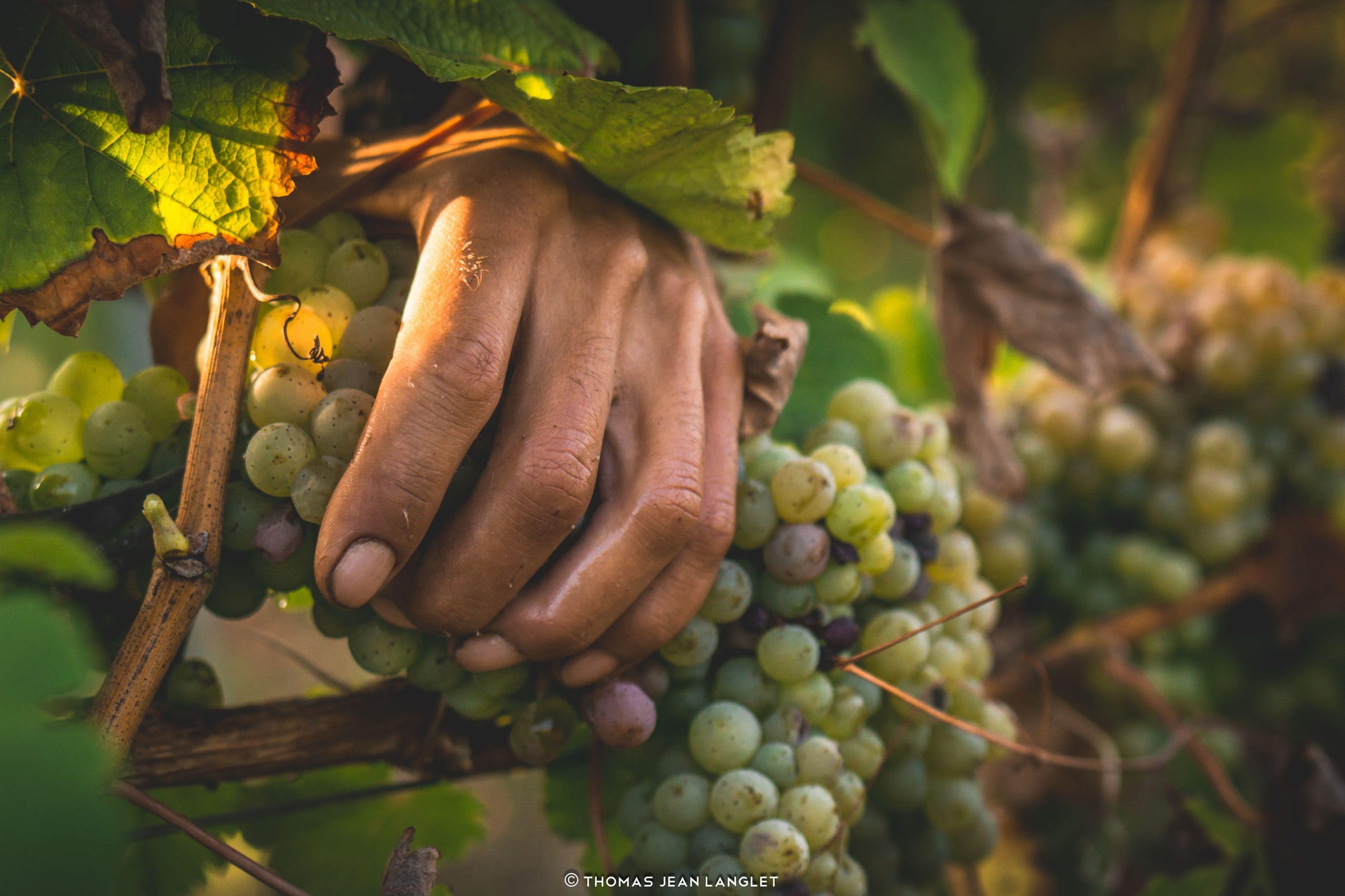 Crémant de Loire AOC Brut Marquis de Gilbourg, Château du Fresne