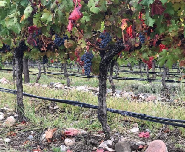 Cabernet Franc Reservado, Fabre Montmayou