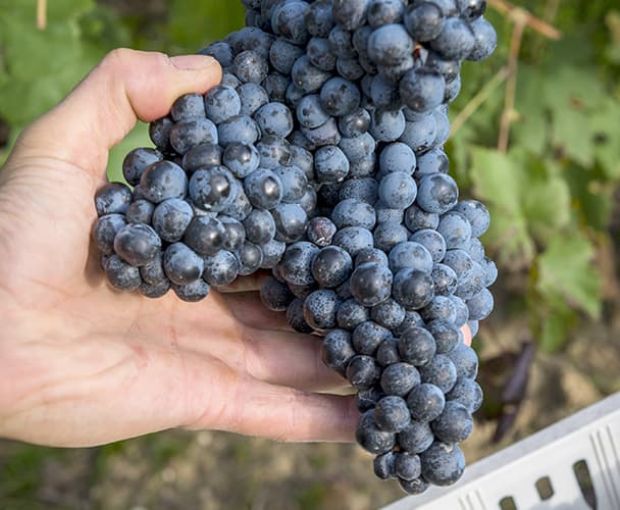 Merlot Trevenezie IGT, Podere Dei Sogni