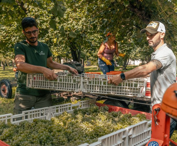 Pinot Grigio delle Venezie DOC, Podere Dei Sogni