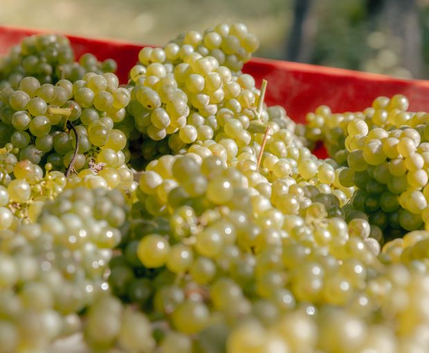 Pinot Grigio delle Venezie DOC, Podere Dei Sogni