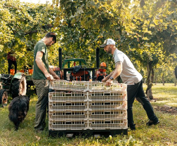 Merlot Trevenezie IGT, Podere Dei Sogni
