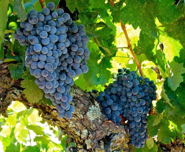 Saint Laurand Collection Privée VdF Rouge, Les Celliers de Corneille