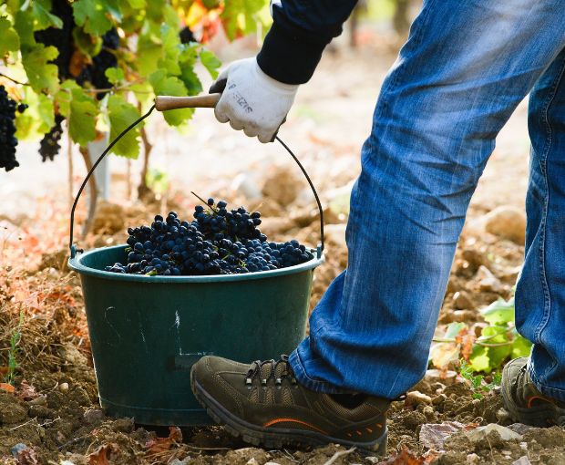 Saint Laurand Collection Privée VdF Rouge, Les Celliers de Corneille