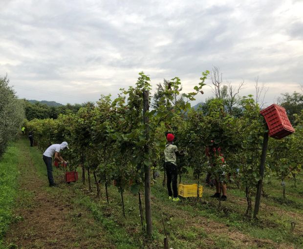 Franciacorta DOCG Brut Rosé, Castelveder