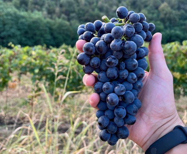 Franciacorta DOCG Brut Rosé, Castelveder