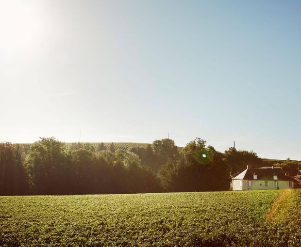 Champagne Krug Grande Cuvée Brut