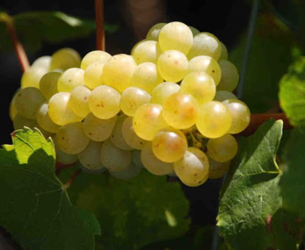 HALF Champagne Françoise Monay Brut