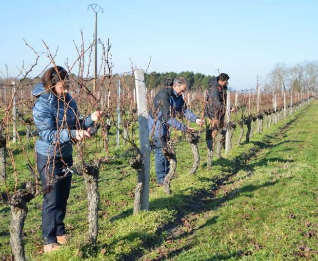 Bordeaux AOC, Château La Croix du Grand Jard