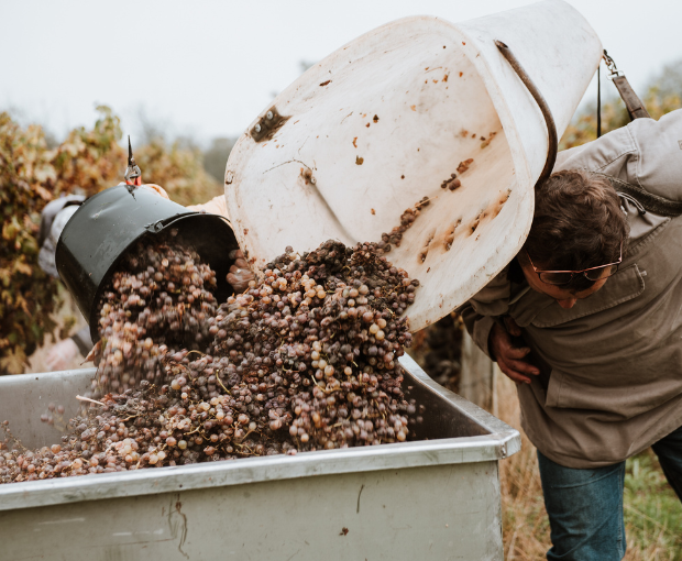 Graves AOC 2021, Château Puy Boyrein