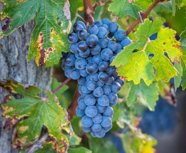 MAGNUM Haut Médoc AOC 2016 & 2019, Château du Retout