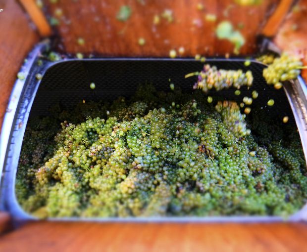 Saint-Joseph AOP 2020 Blanc, Domaine Christophe Pichon