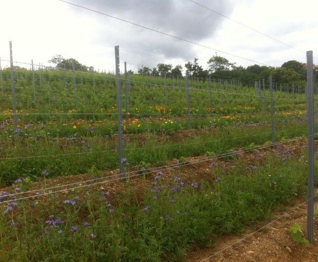 Côte-Rôtie AOP Promesse 2020, Domaine Christophe Pichon