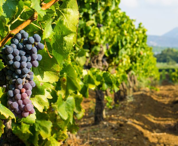 Coteaux Varois en Provence AOP, Domaine de la Clémencière